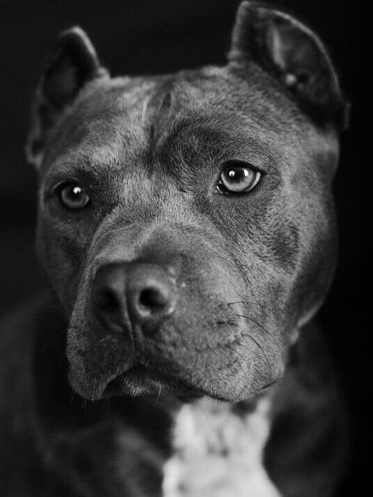 Dog Staffordshire Bull Terrier | Diamond Painting