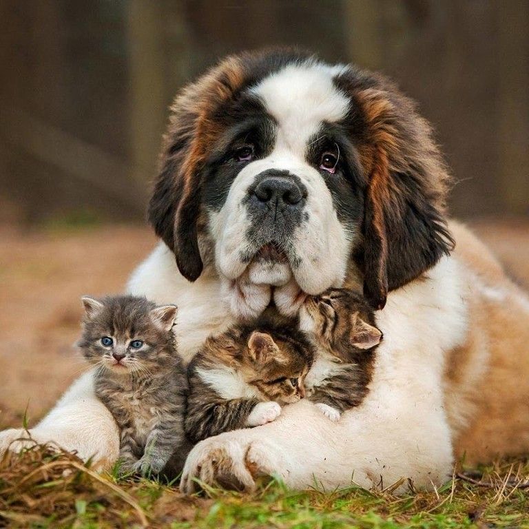 Saint Bernard Dog | Diamond Painting