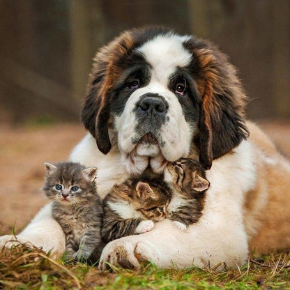 Saint Bernard Dog | Diamond Painting