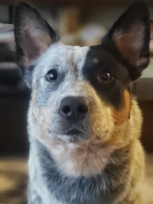 Australian Kelpie Dog | Diamond Painting