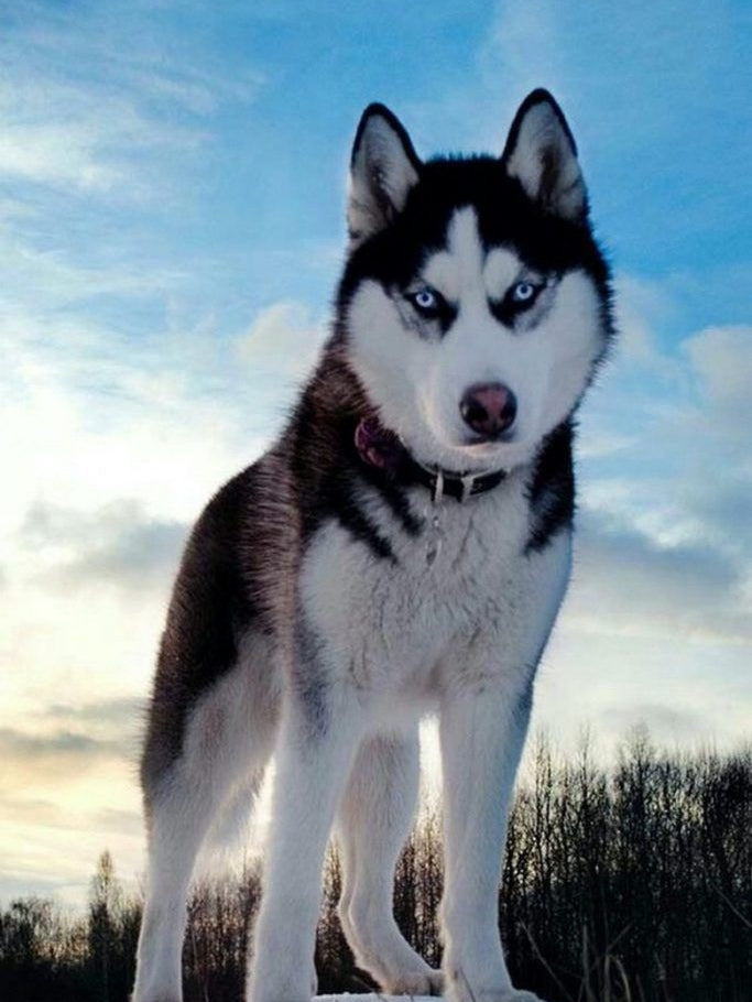 Husky Dog | Diamond Painting