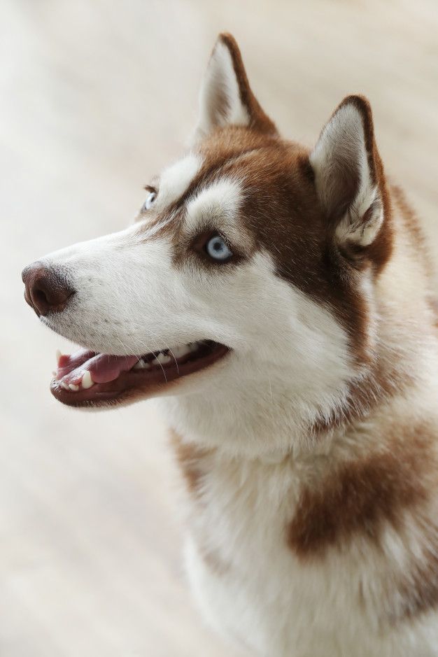 Husky Dog | Diamond Painting