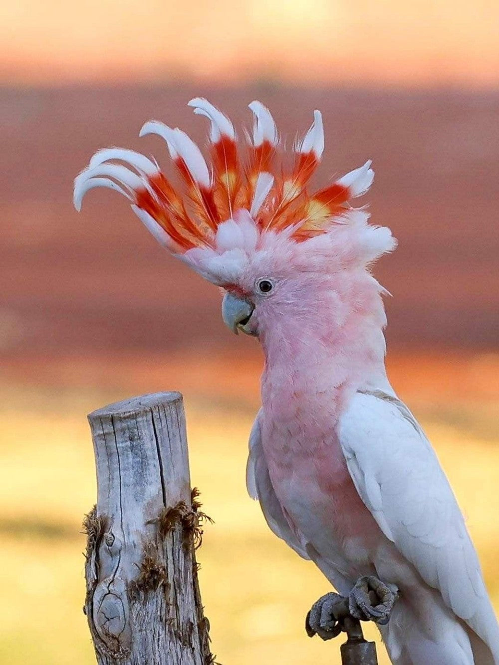 Cockatoo | Diamond Painting