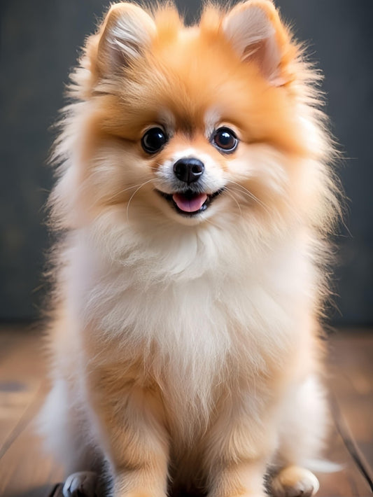 Pomeranian Dog | Diamond Painting