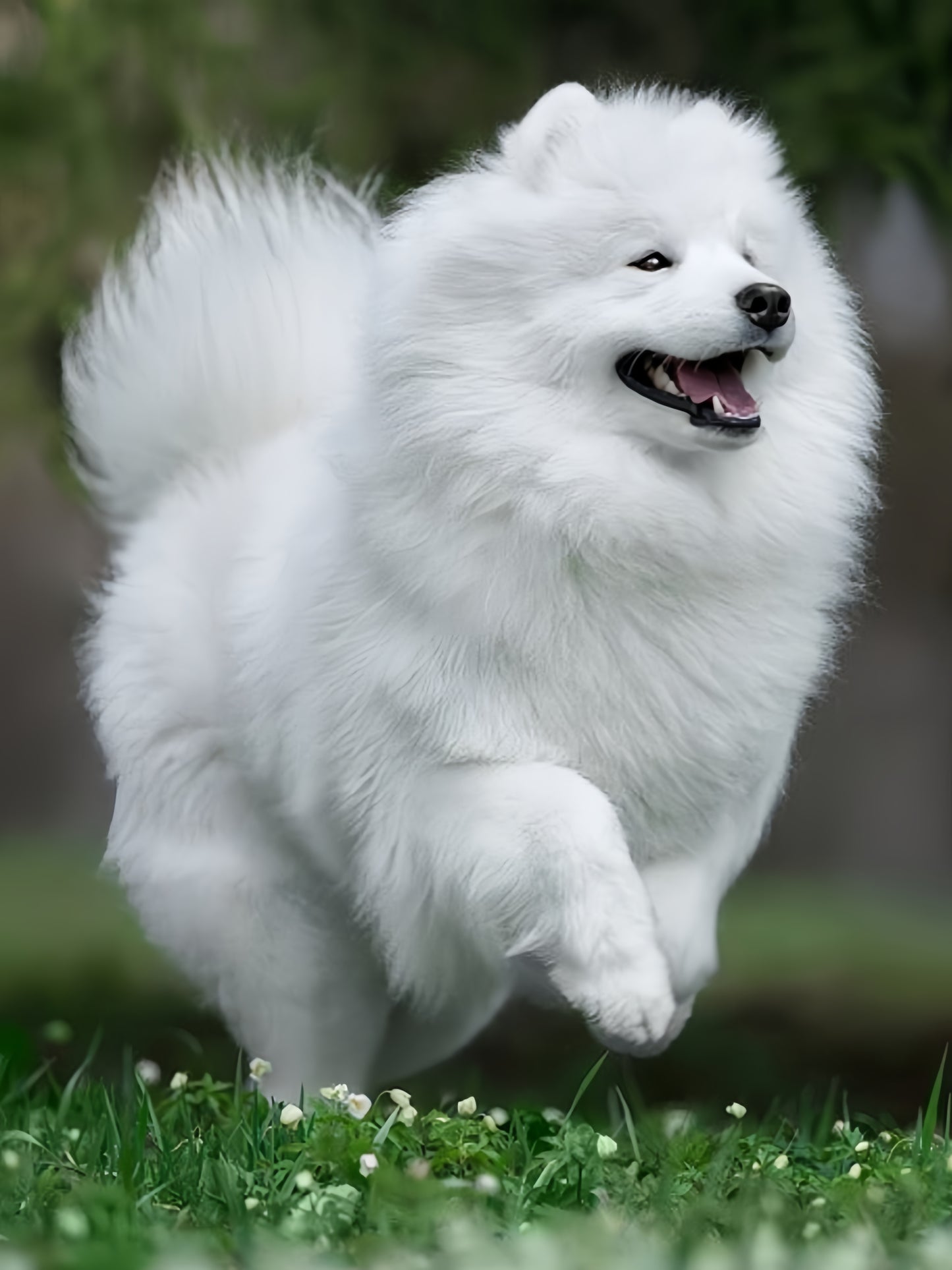 Samoyed Dog | Diamond Painting