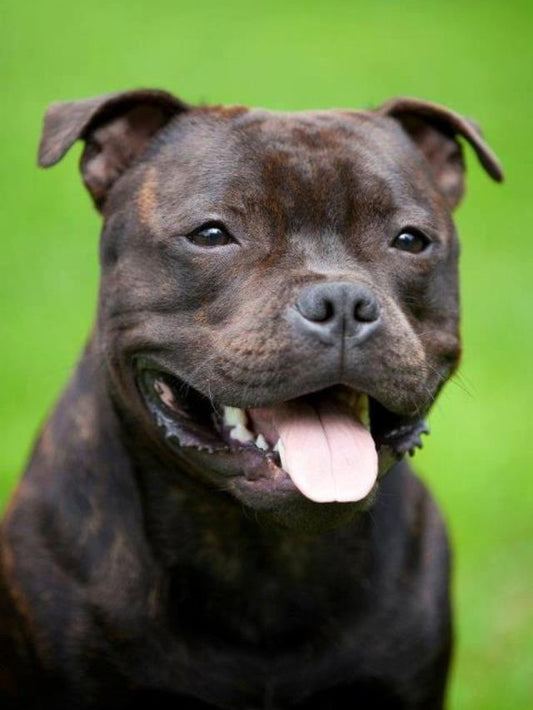 Dog Staffordshire Bull Terrier | Diamond Painting