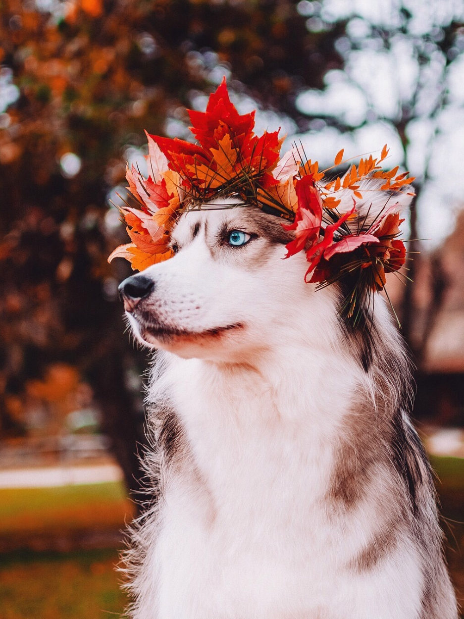 Husky Dog | Diamond Painting