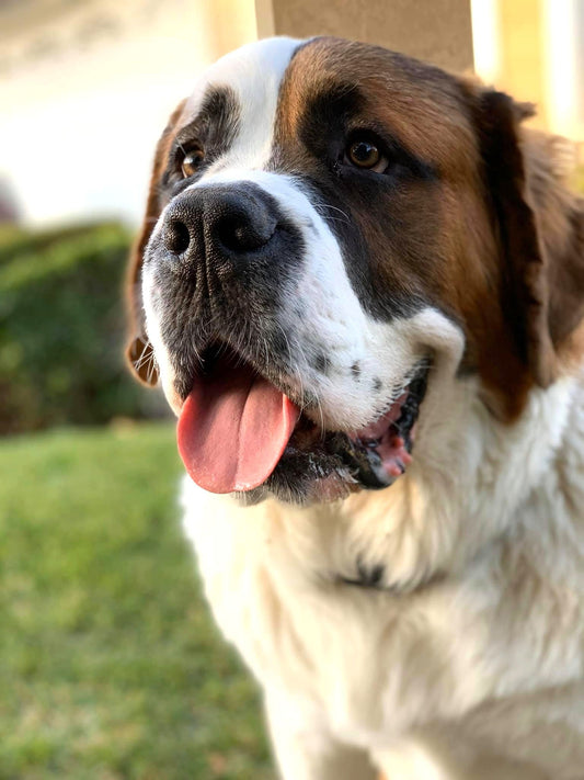 Saint Bernard Dog | Diamond Painting