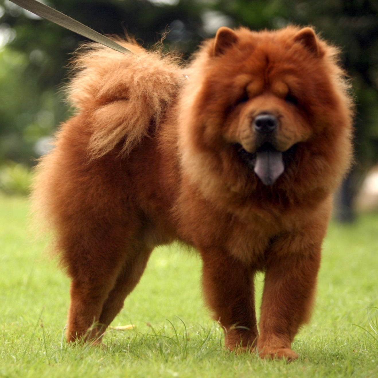 Dog Chow Chow | Diamond Painting