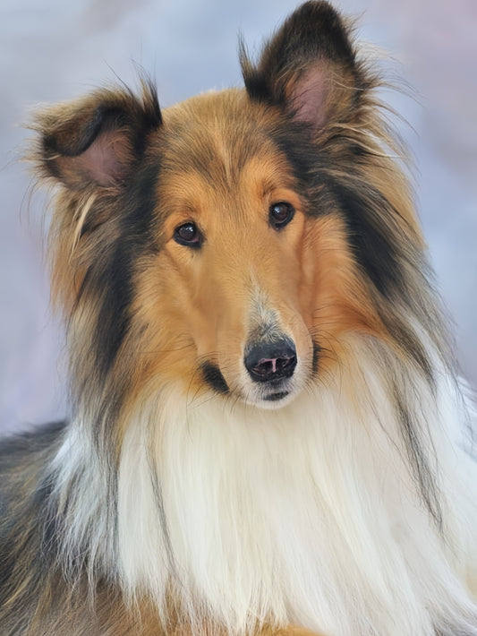 Sheltie Dog | Diamond Painting