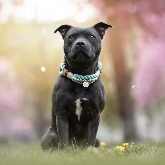 Dog Staffordshire Bull Terrier | Diamond Painting