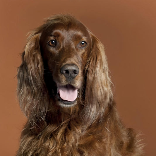 Irish Setter Dog | Diamond Painting