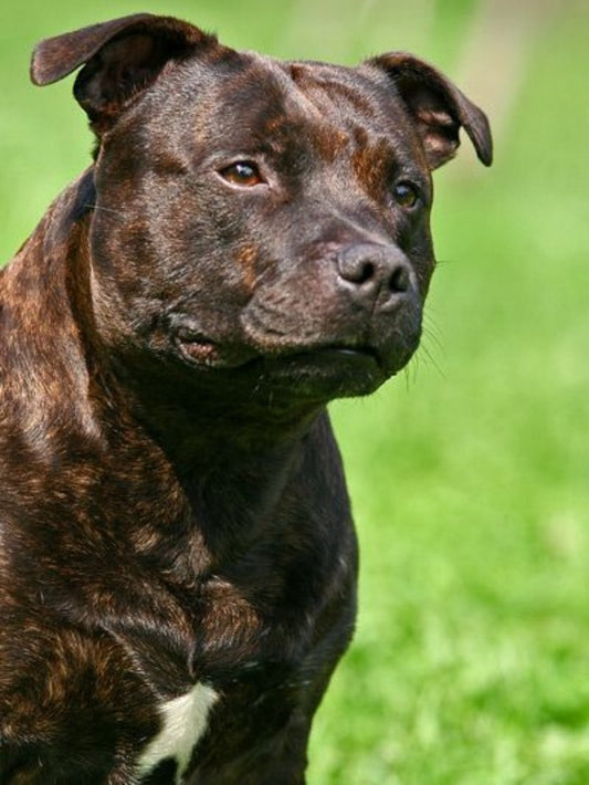 Dog Staffordshire Bull Terrier | Diamond Painting