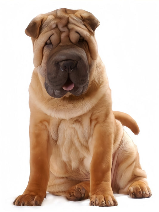 Shar Pei Dog | Diamond Painting
