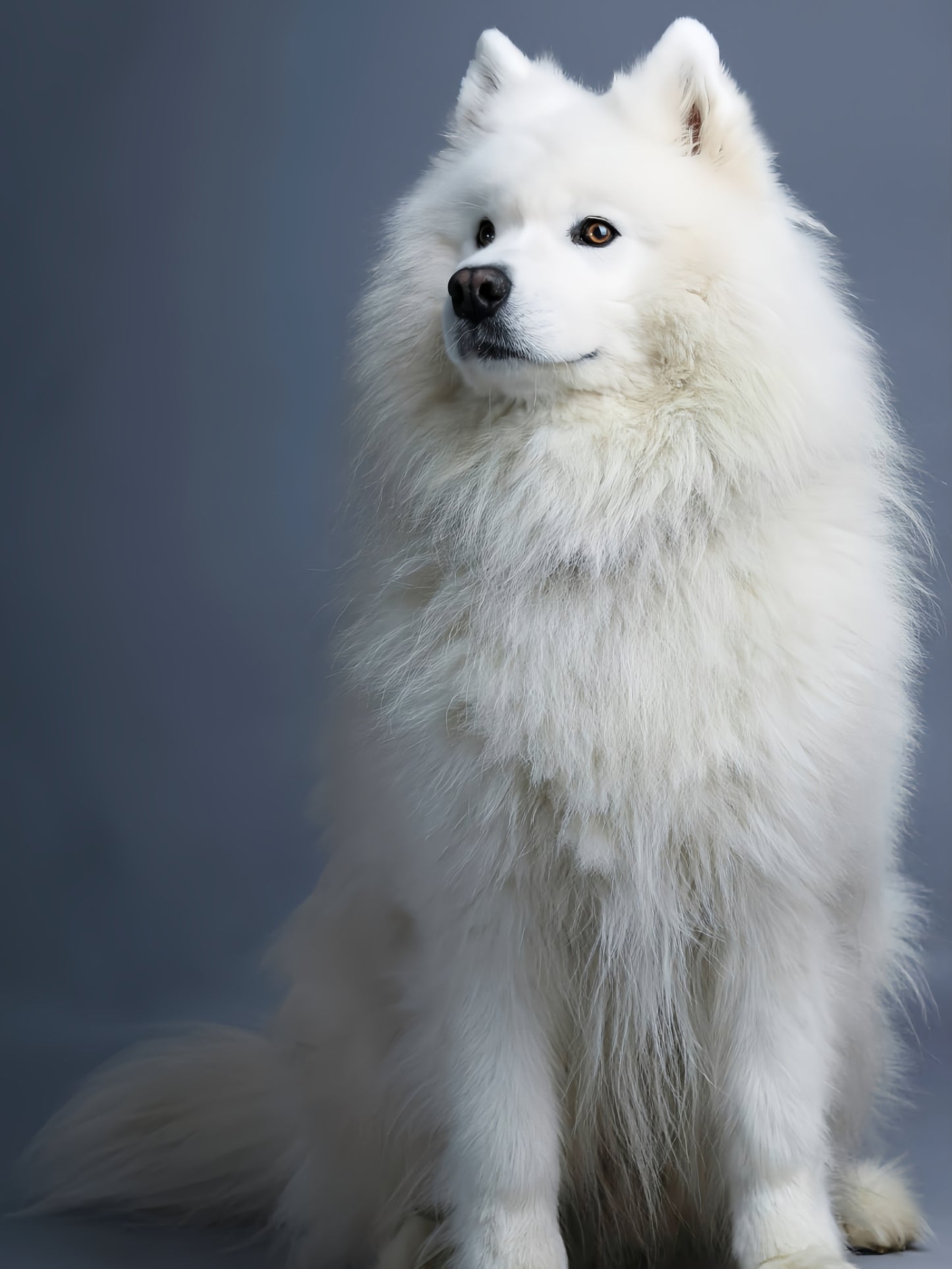 Samoyed Dog | Diamond Painting