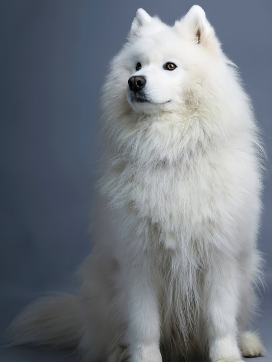 Samoyed Dog | Diamond Painting