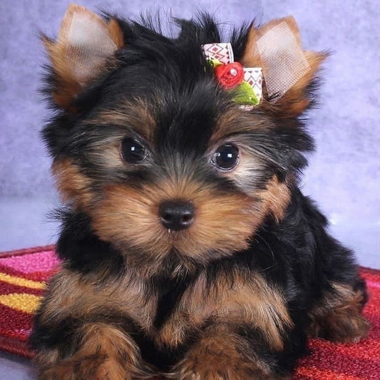 Dog Yorkie | Diamond Painting