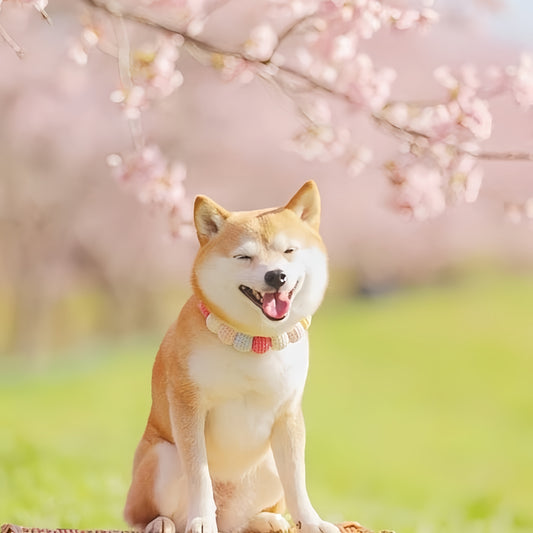 Shiba Inu Dog | Diamond Painting