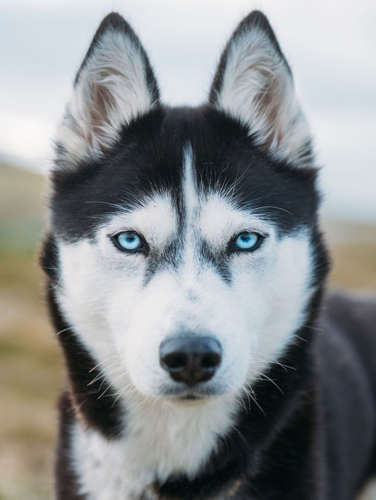 Husky Dog | Diamond Painting