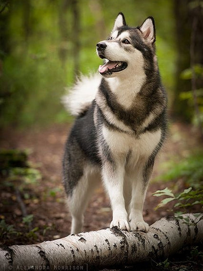 Husky Dog | Diamond Painting