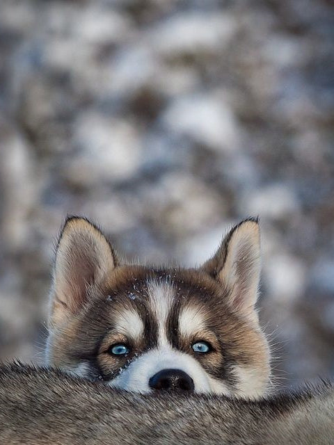 Husky Dog | Diamond Painting