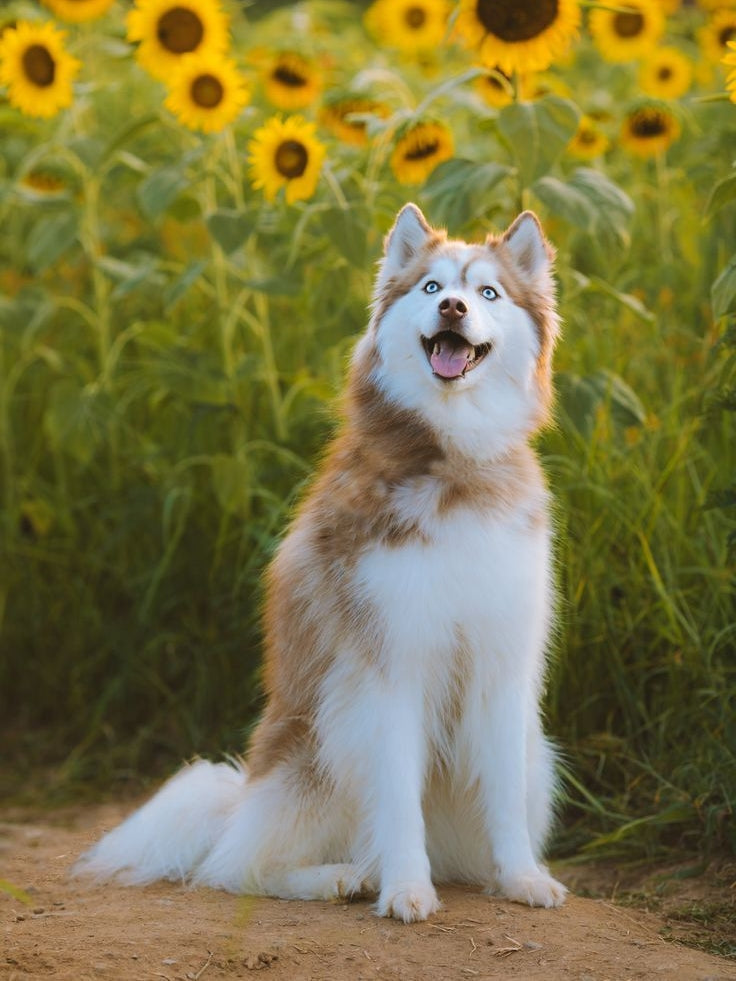 Husky Dog | Diamond Painting