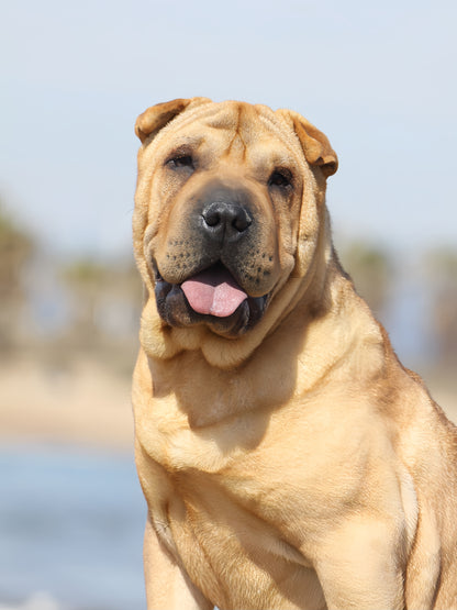 Shar Pei Dog | Diamond Painting