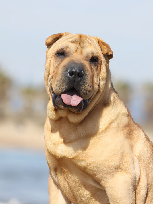 Shar Pei Dog | Diamond Painting