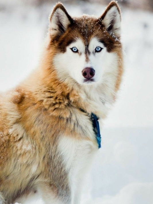 Husky Dog | Diamond Painting