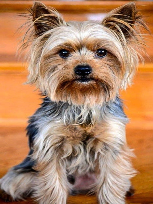 Dog Yorkie | Diamond Painting