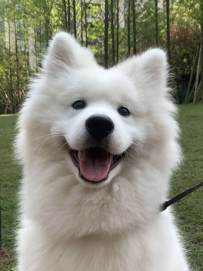 Samoyed Dog | Diamond Painting