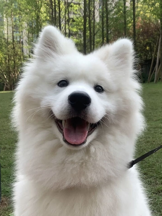 Samoyed Dog | Diamond Painting
