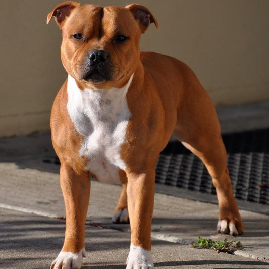 Dog Staffordshire Bull Terrier | Diamond Painting