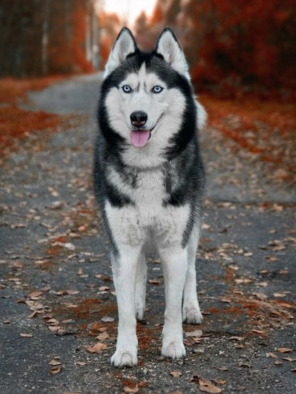 Husky Dog | Diamond Painting