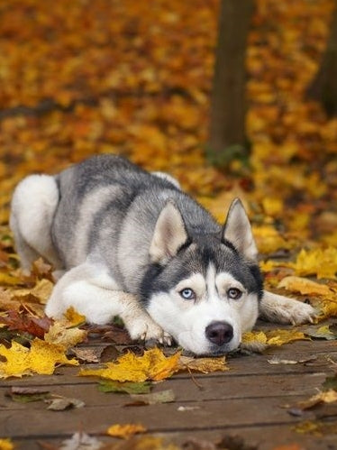 Husky Dog | Diamond Painting