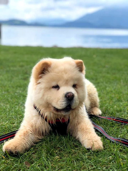 Dog Chow Chow | Diamond Painting