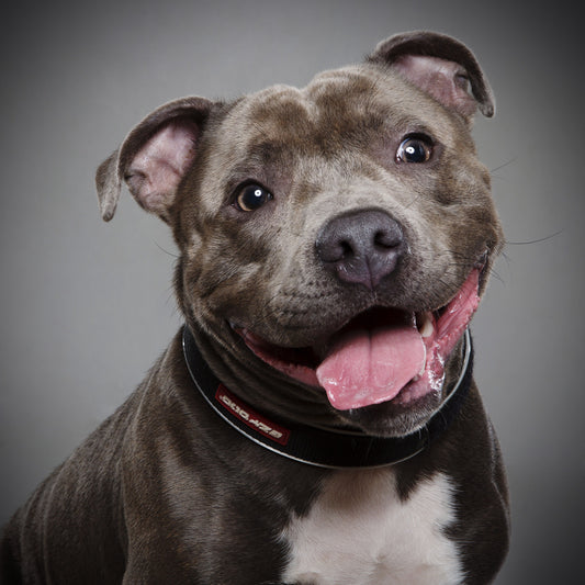 Dog Staffordshire Bull Terrier | Diamond Painting