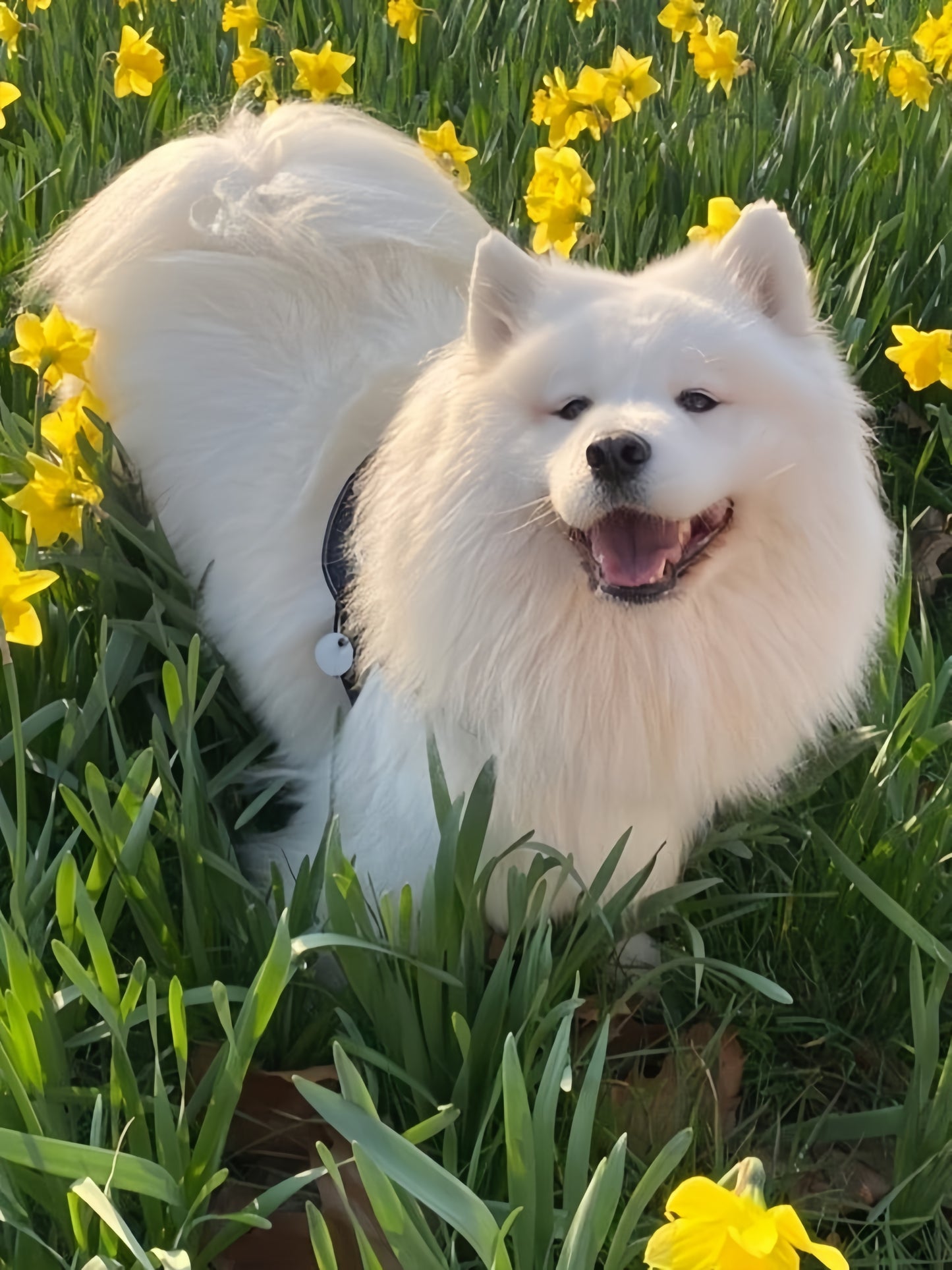 Samoyed Dog | Diamond Painting