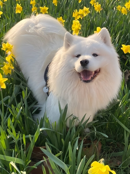 Samoyed Dog | Diamond Painting