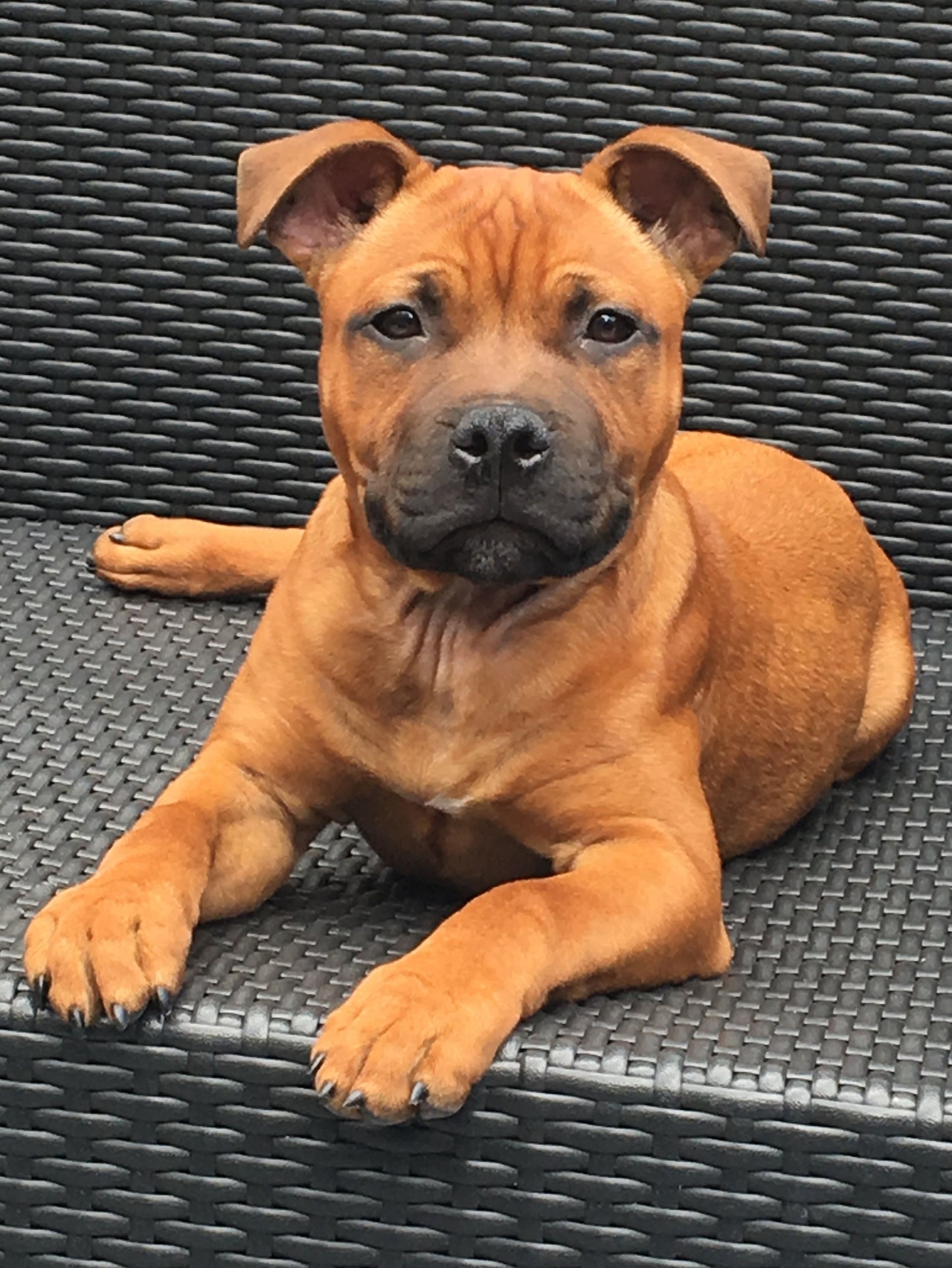 Dog Staffordshire Bull Terrier | Diamond Painting