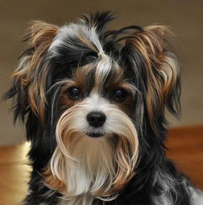 Dog Yorkie | Diamond Painting