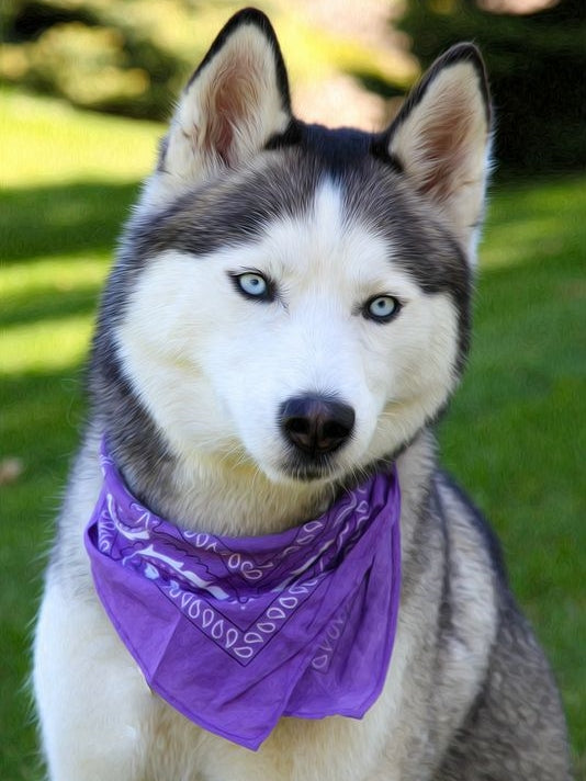 Husky Dog | Diamond Painting