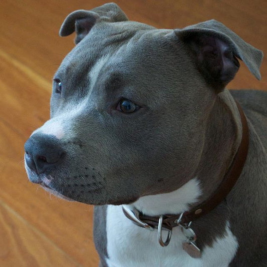 Dog Staffordshire Bull Terrier | Diamond Painting