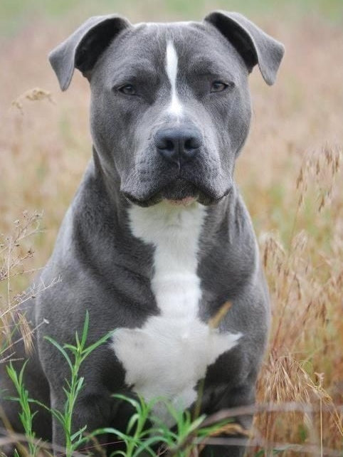 Dog Staffordshire Bull Terrier | Diamond Painting