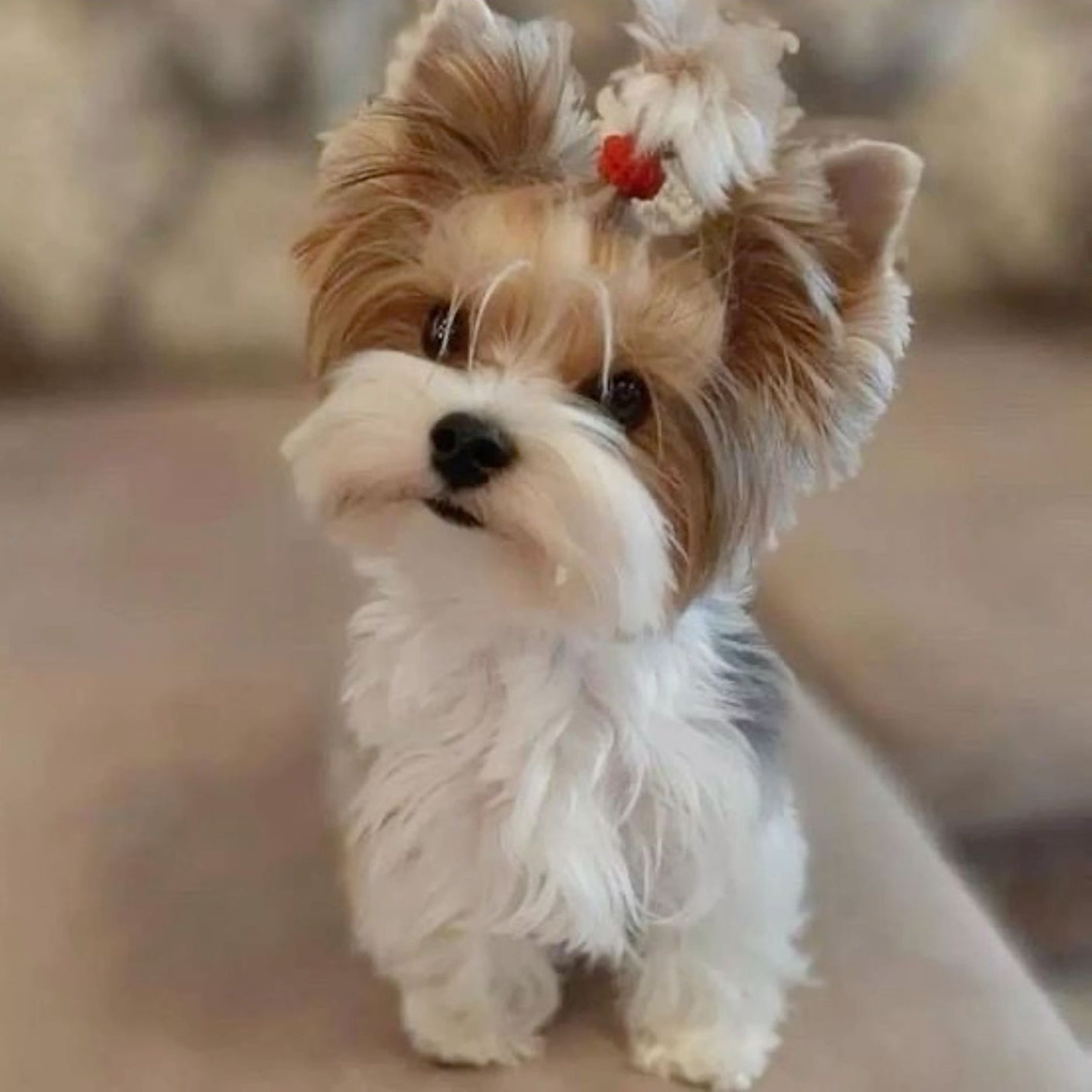 Dog Yorkie | Diamond Painting