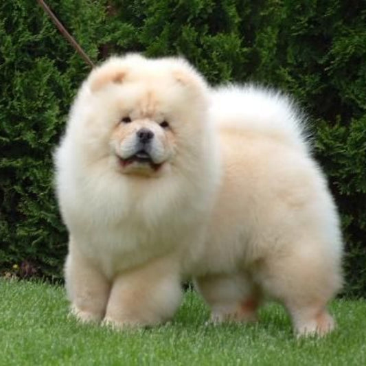 Dog Chow Chow | Diamond Painting