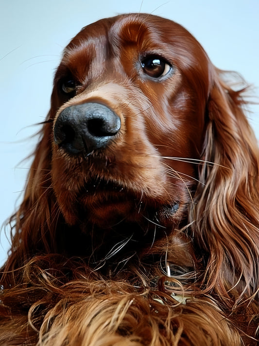 Irish Setter Dog | Diamond Painting