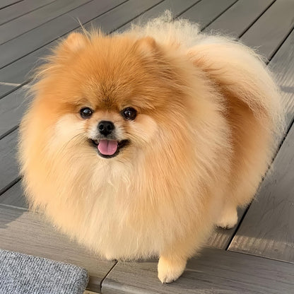 Pomeranian Dog | Diamond Painting