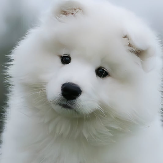 Samoyed Dog | Diamond Painting