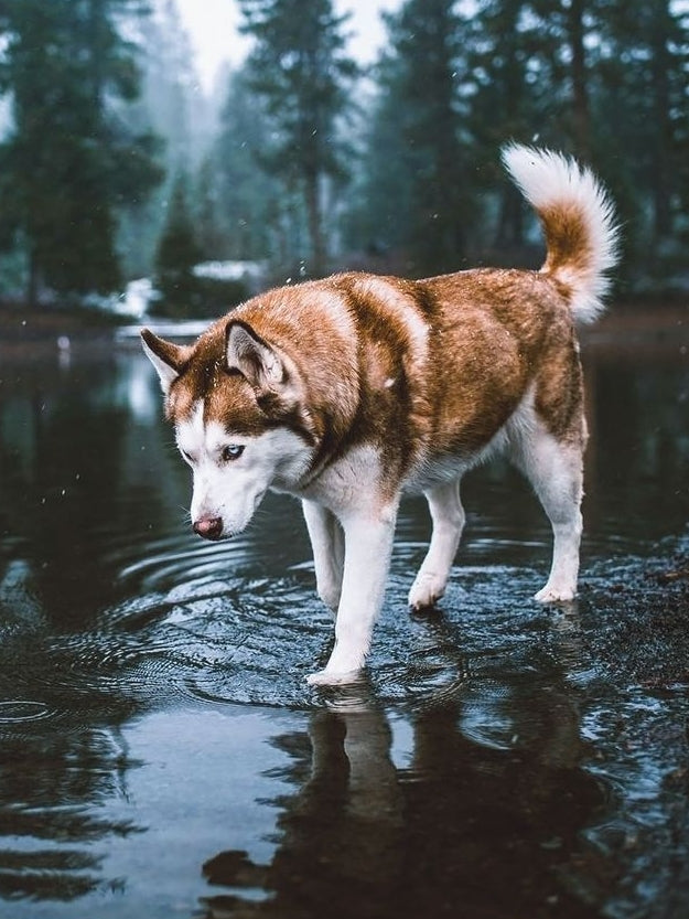 Husky Dog | Diamond Painting